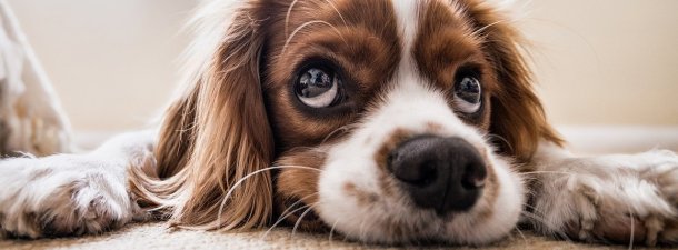 ¿Todos los perros pueden entender a los humanos?