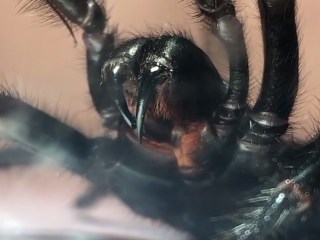 plaga arañas Australia