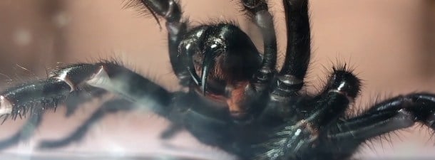 El lado positivo que puede tener la plaga de arañas en Australia