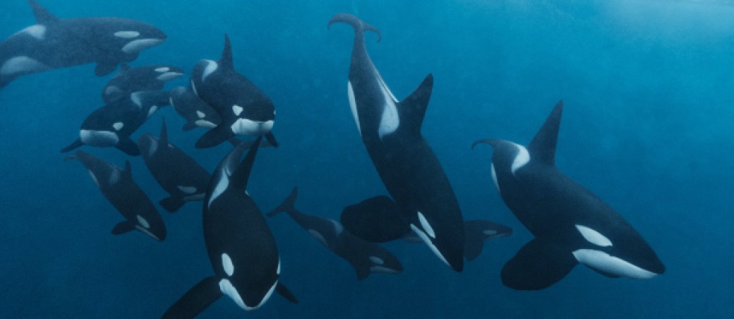 Orcas animales grandes mundo