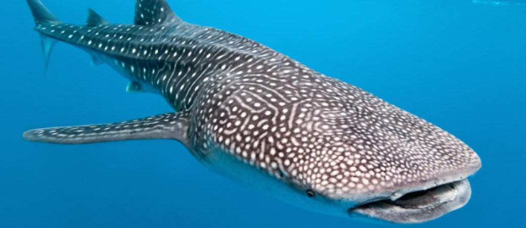 tiburon ballena animales grandes mundo