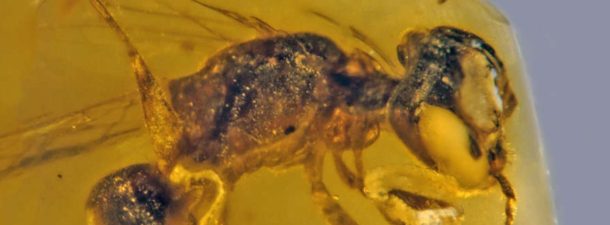 Hallan la abeja más antigua que conocemos conservada en ámbar