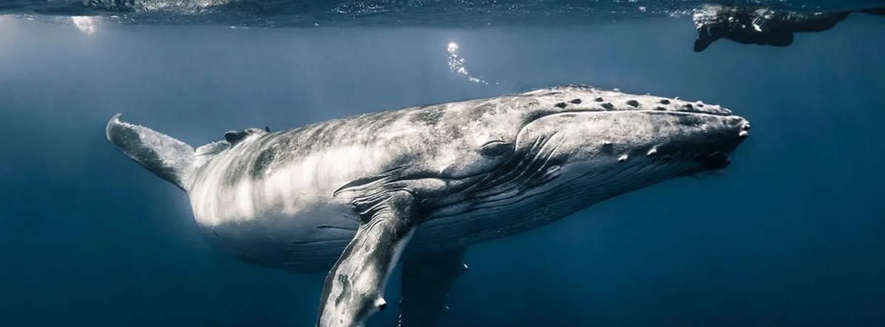 ¿Cuáles son los animales más grandes del mundo?