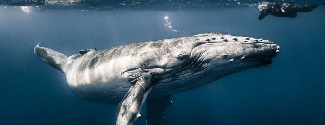 animales mas grandes mundo ballena