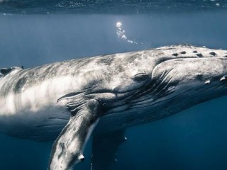 animales mas grandes mundo ballena