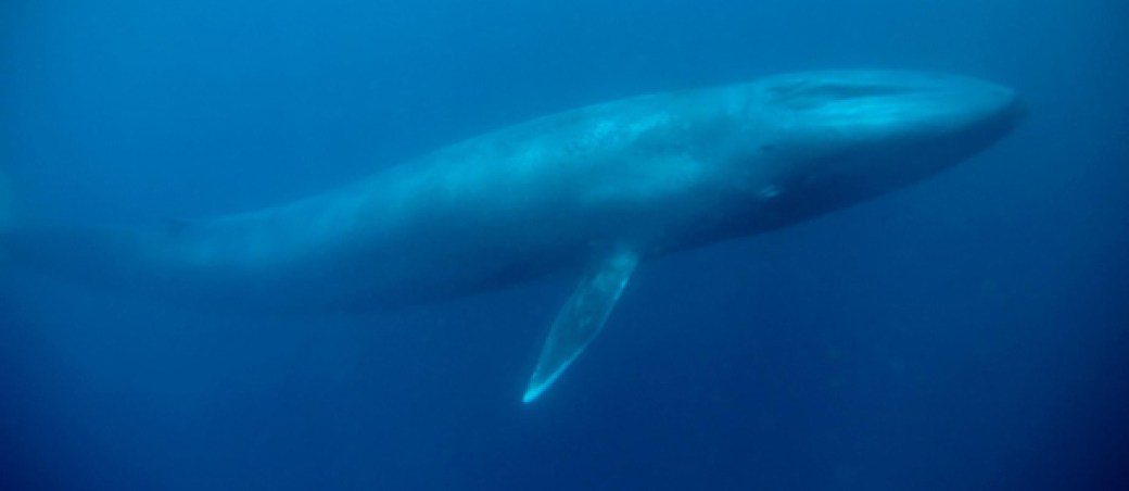 ballena azul animales grandes mundo