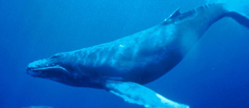 ballena de aleta animales grandes mundo