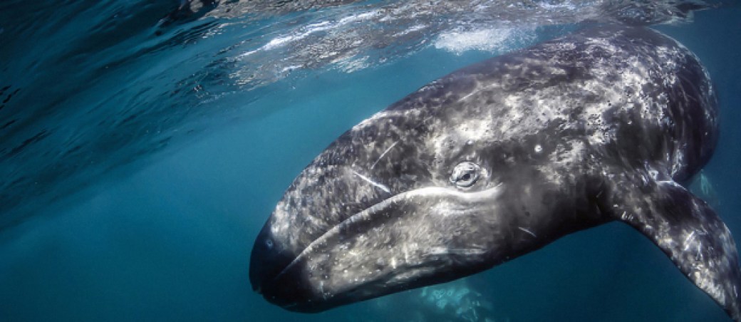 ballena gris animales grandes mundo