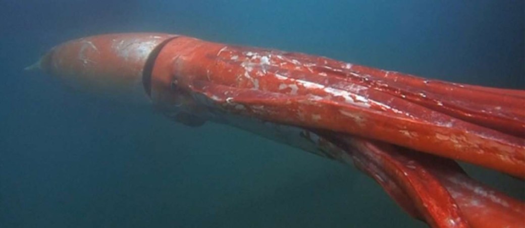 calamar gigante animales grandes mundo