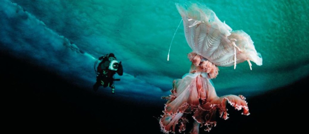 medusa melena de leon animales grandes mundo