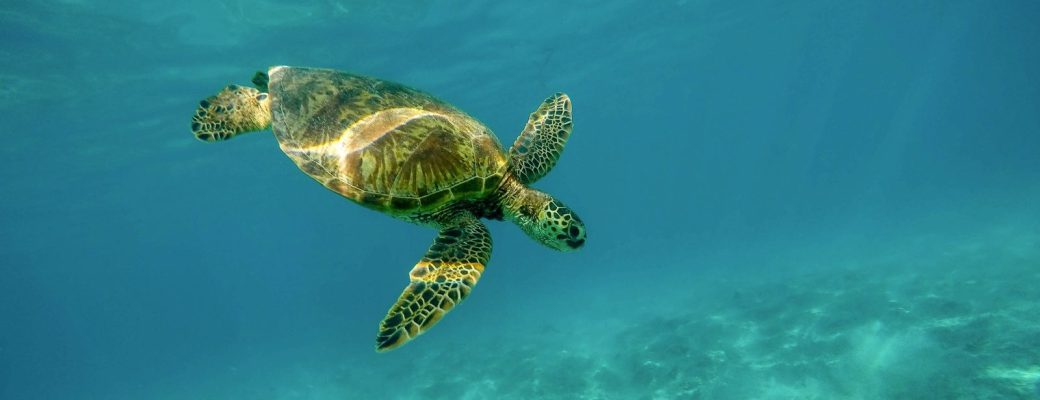 Tortugas, oceano