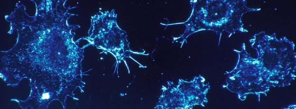 ¿Sabes cuáles son los virus más peligrosos?