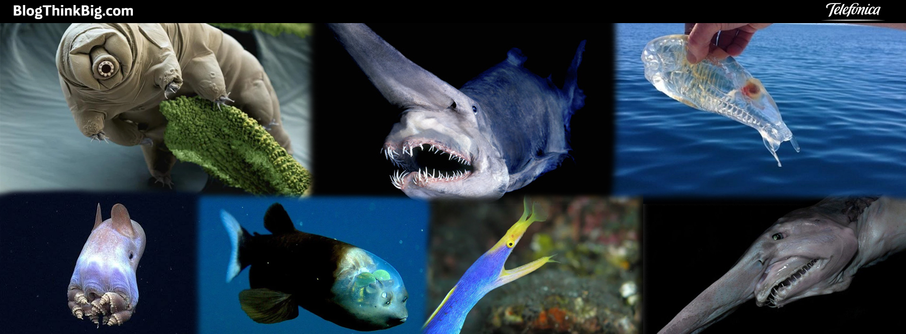 Los animales más extraños que habitan en el océano