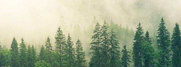 La evolución de las plantas, al descubierto tras el hallazgo de un fósil de 400 millones de años