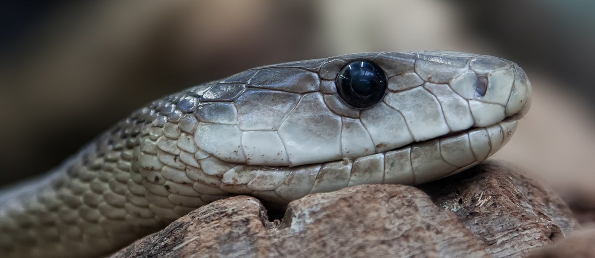 mamba negra - Blogthinkbig.com