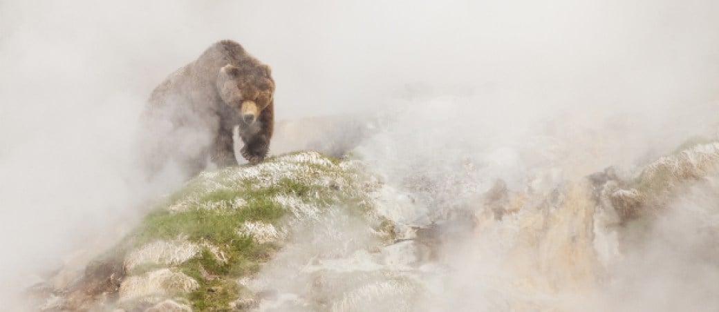 Siete-mundos-un-planeta-Asia-oso-Kamchatka