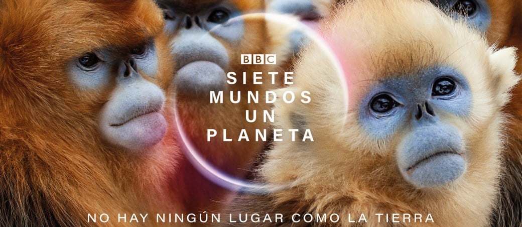 langur-chato-dorado-animales-asia-siete-mundos-un-planeta