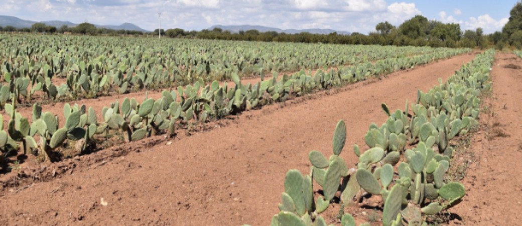 campo-cactus-desserto