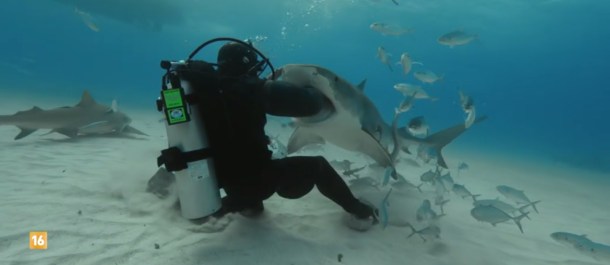shark suit el hombre frente al tiburon documental