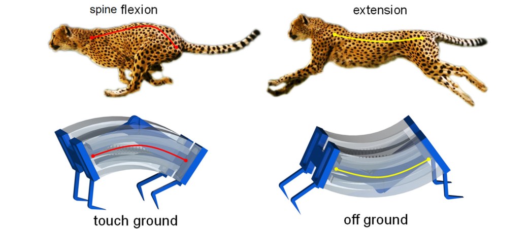 guepardo-robot-biomecanica