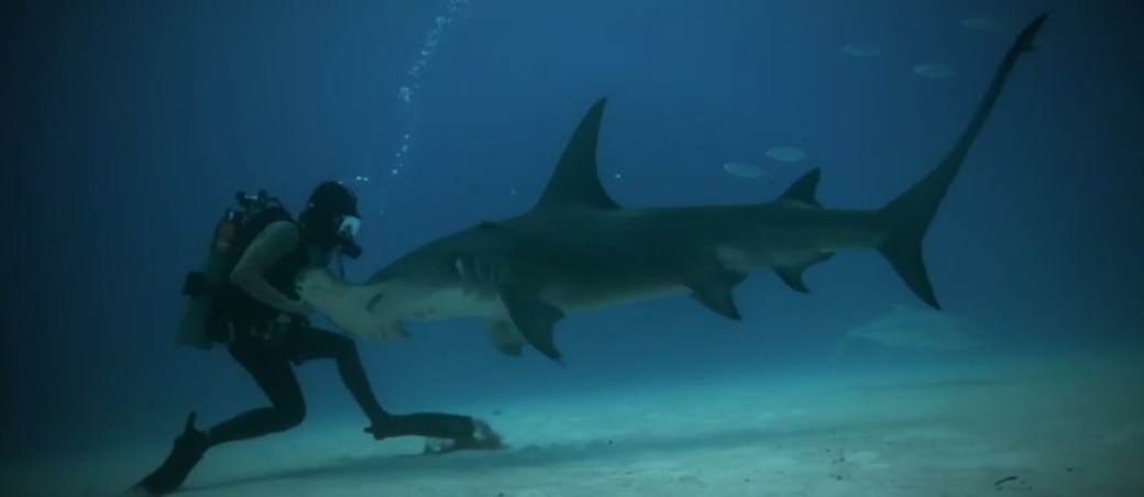 el hombre frente al tiburon documental movistar+ national geographic
