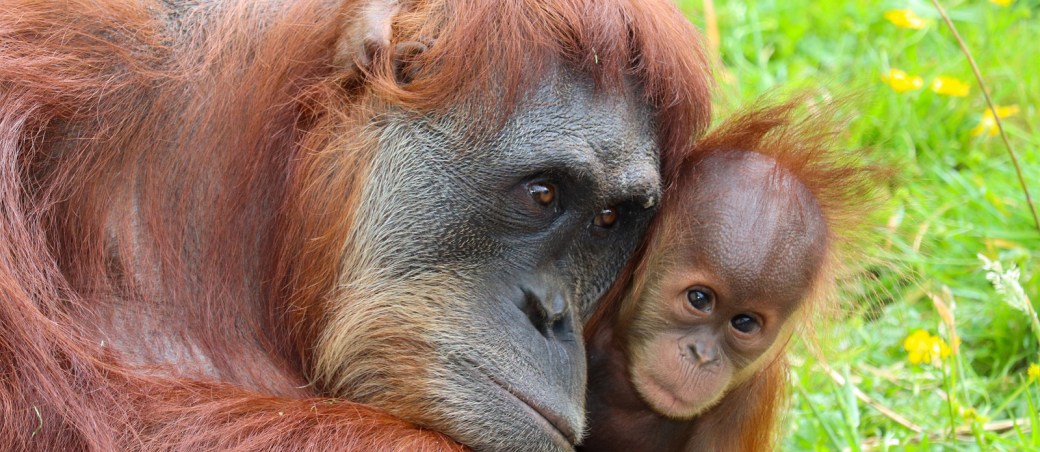 orangutan-asia