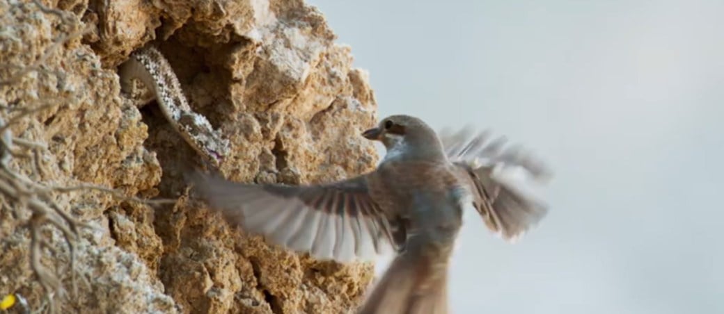 siete mundos un planeta asia papamoscas vibora desierto lut