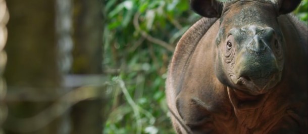 rinoceronte-sumatra-siete-mundos-un-planeta-asia