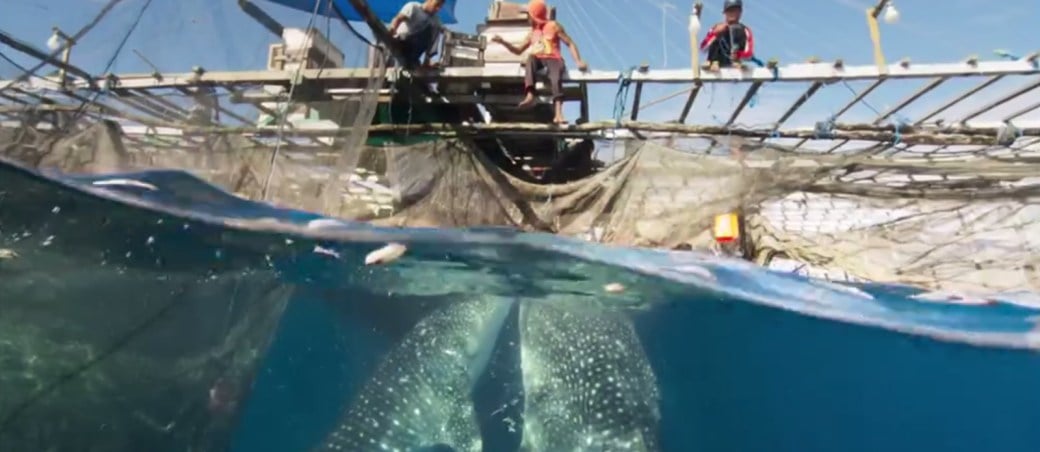 tiburon-ballena-siete mundos un planeta asia