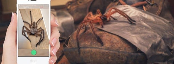 Critterpedia, un Shazam para identificar arañas y serpientes en Australia con una sola foto
