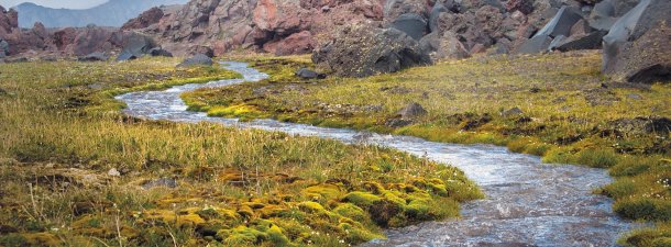 Apps móviles para identificar plantas con la cámara de tu smartphone