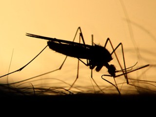 mosquitos hembra sangre