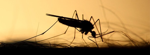 Las picaduras de los mosquitos, sus efectos y por qué inflaman la piel