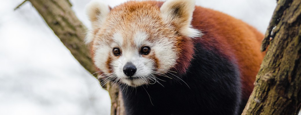 oso panda rojo, animales en peligro de extinción