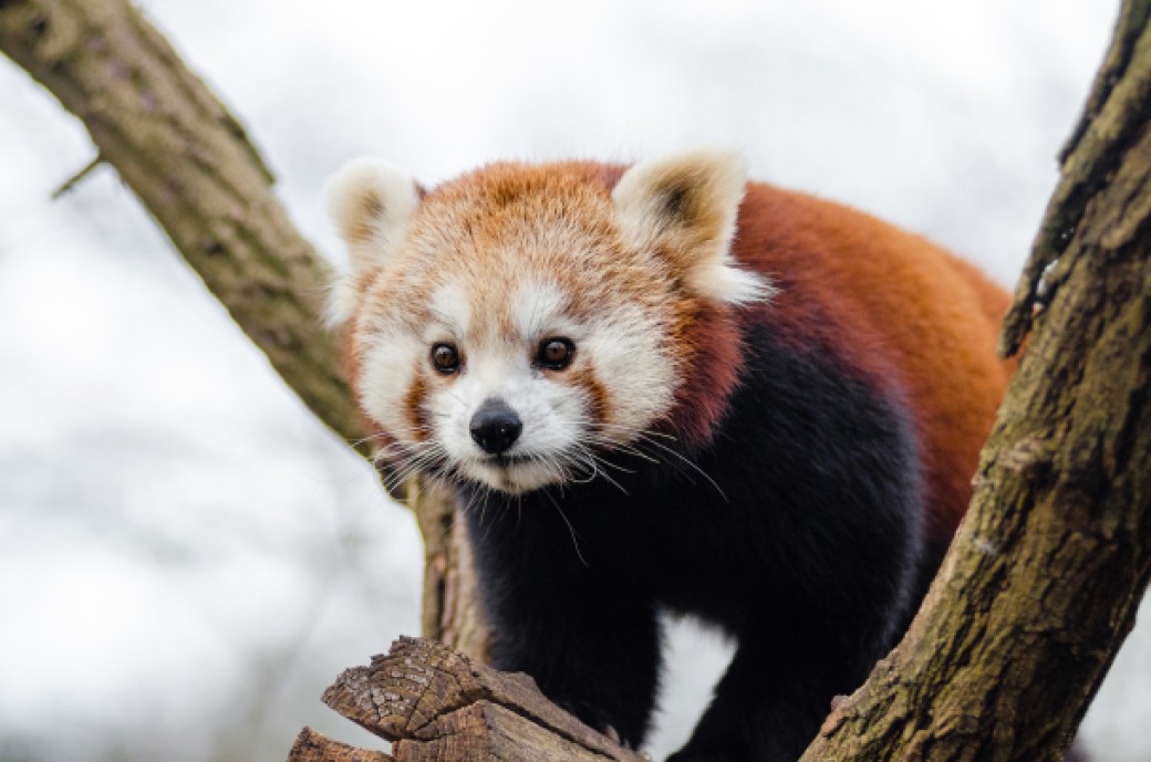 oso panda rojo, animales en peligro de extinción