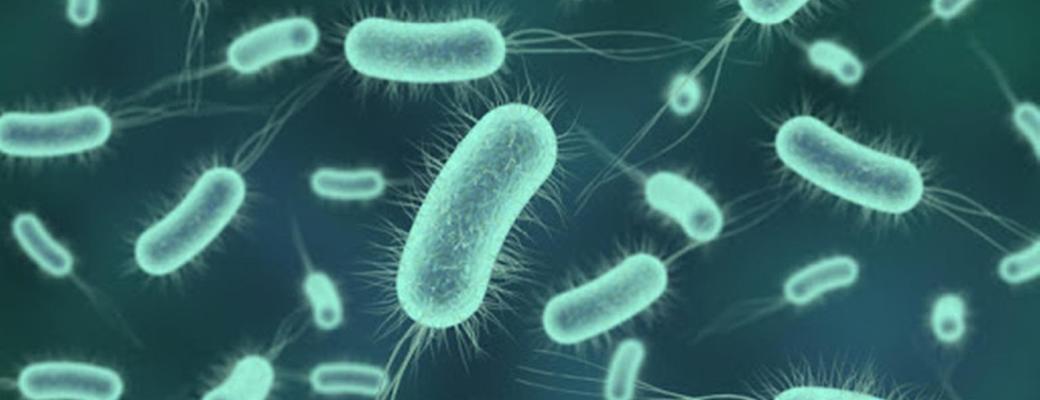 microbios, bacteria, resucitar
