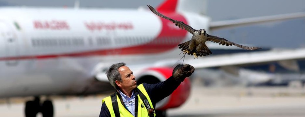 vigilar aeropuertos halcones aves rapaces drones aena