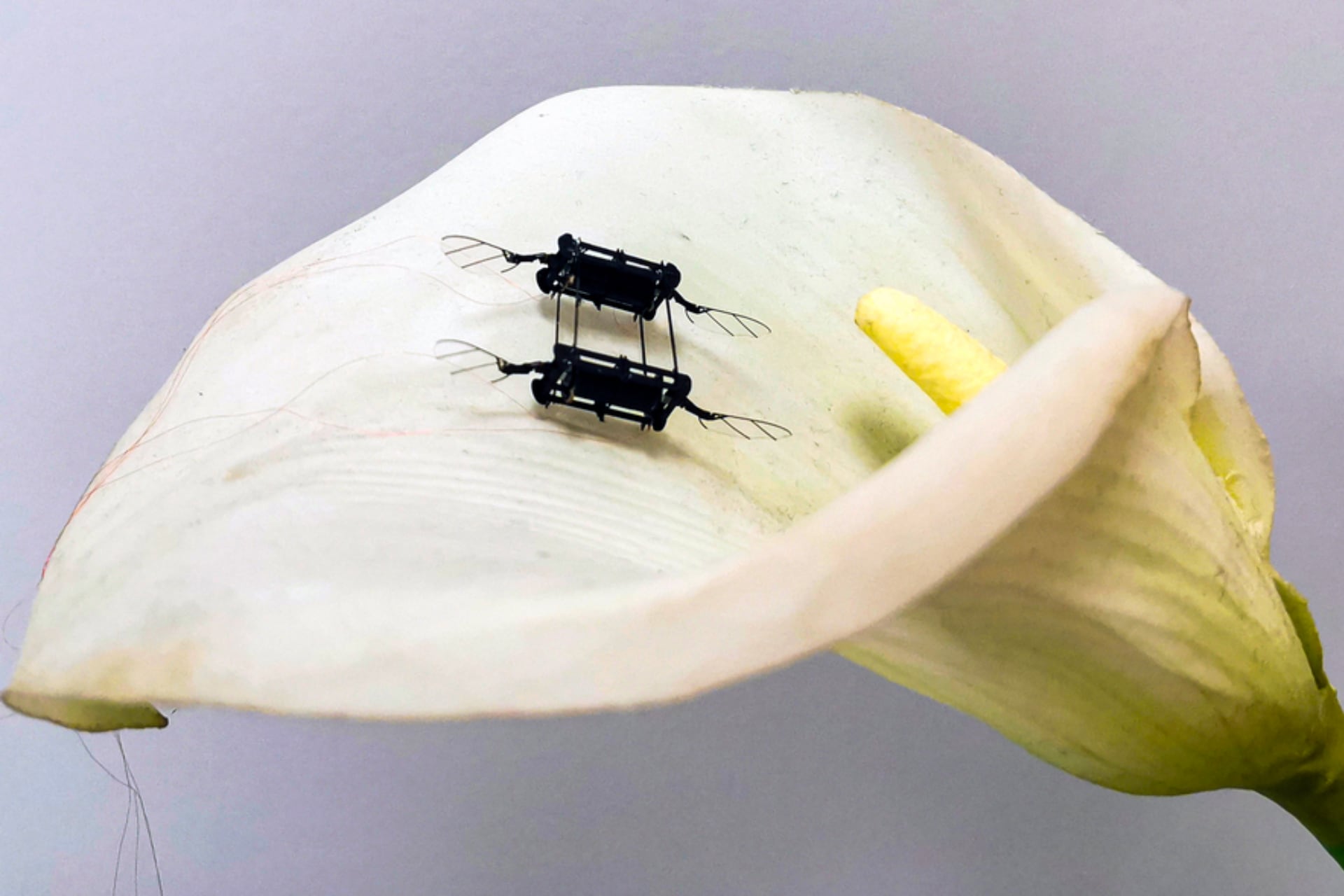 Insectos robot para salvar al planeta y a nosotros mismos