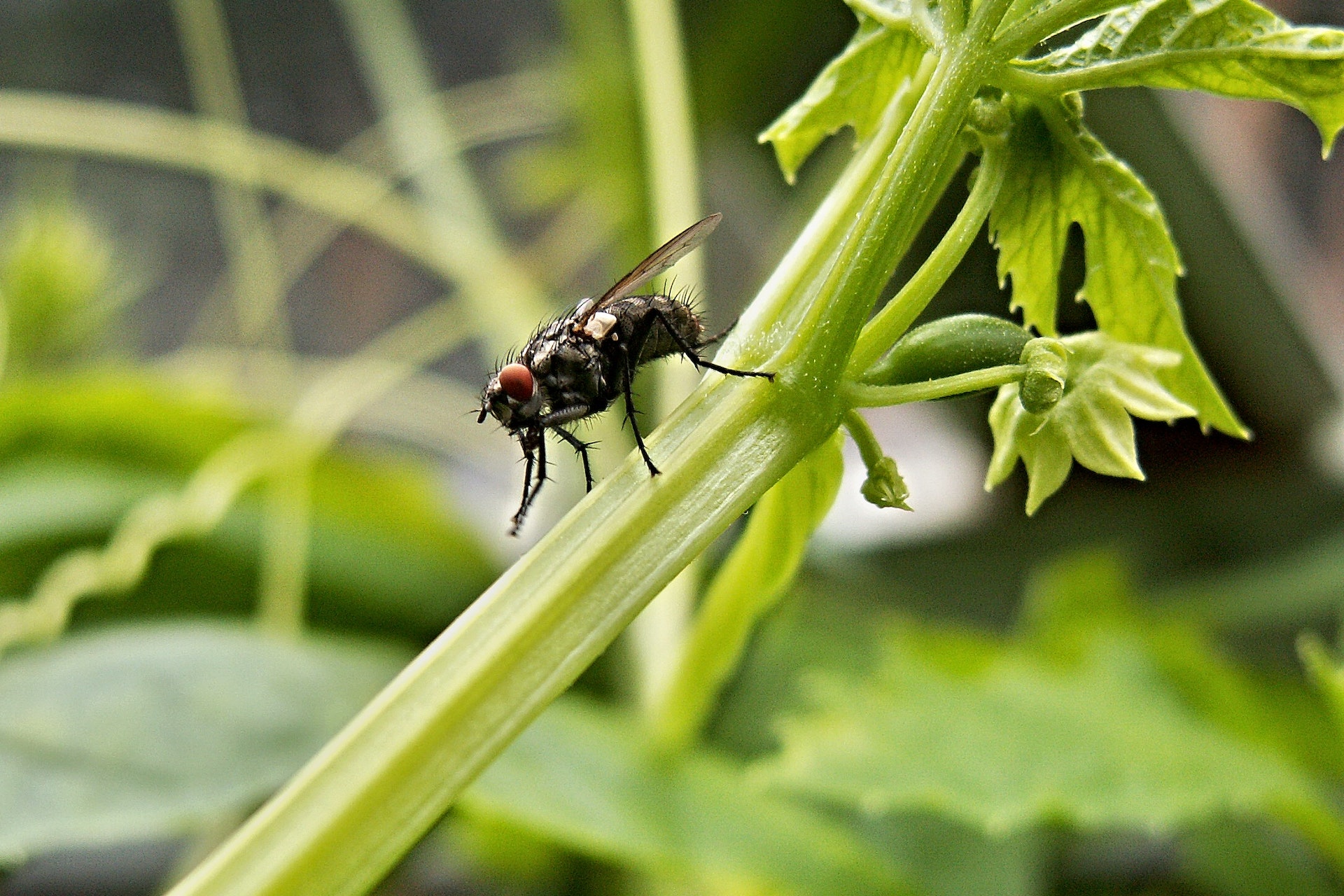 Black fly tomato plants