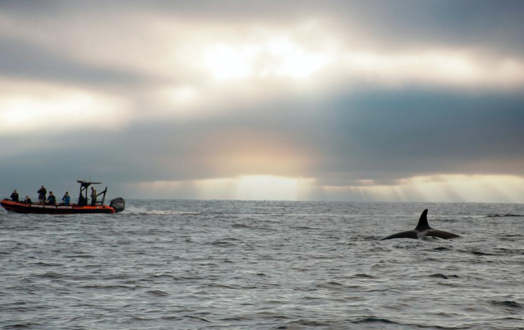 Salvar a las ballenas