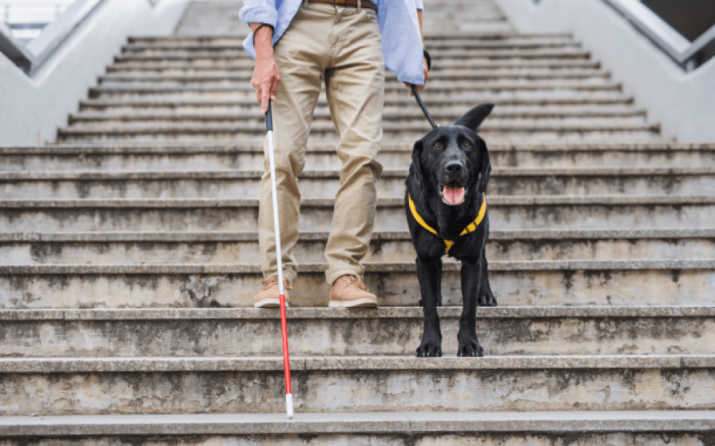 perro guia persona ciega