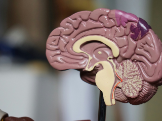 Avance Neurociencia Tejido cerebral en 3D
