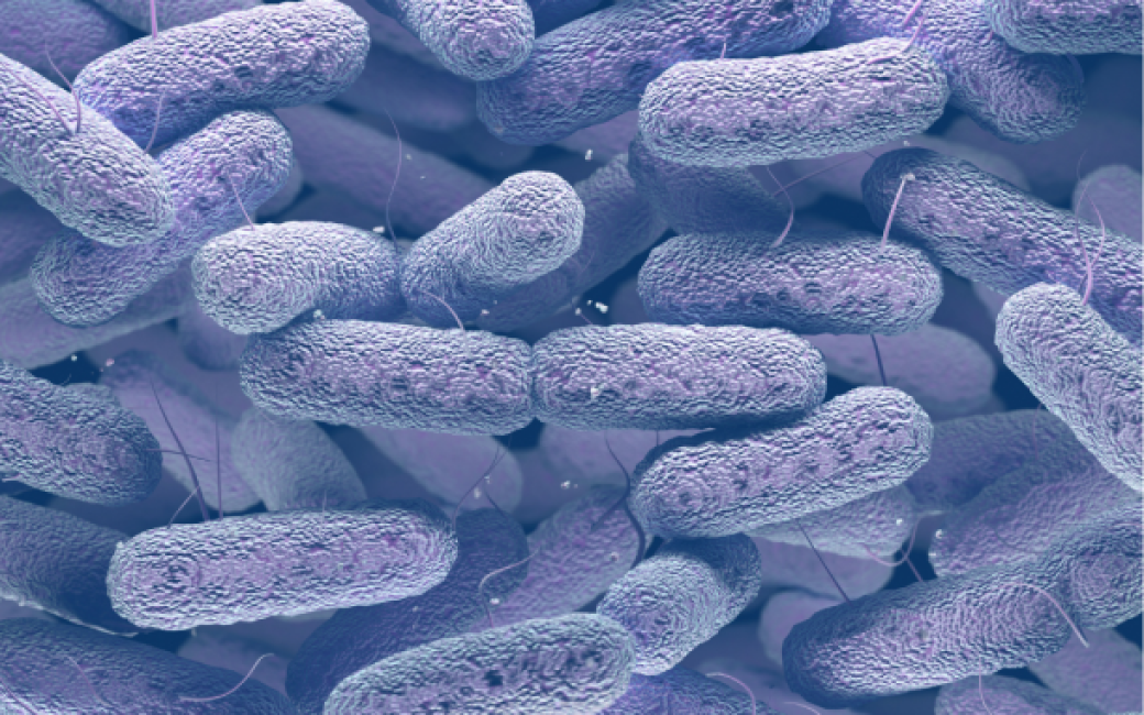 bacterias biopeliculas