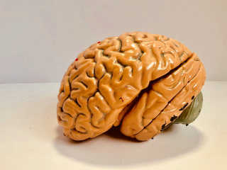 Escaner cerebral Leer la mente