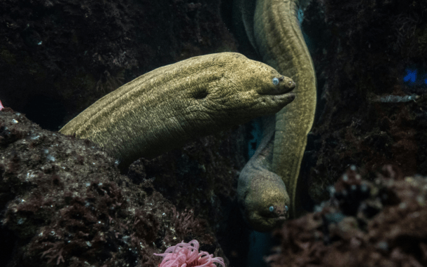 cámaras bentónicas, oxígeno oscuro