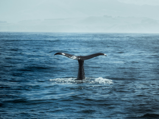 Tiburón ballena