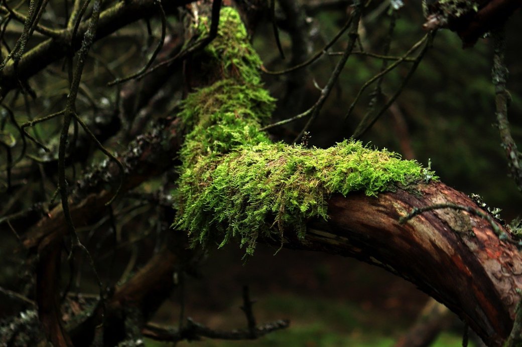 Musgo en rama de un árbol