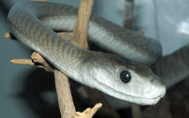 black mamba serpiente culebra