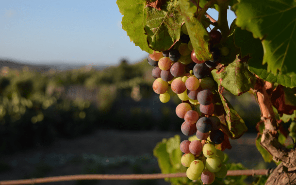 vid uvas viñedo freepik