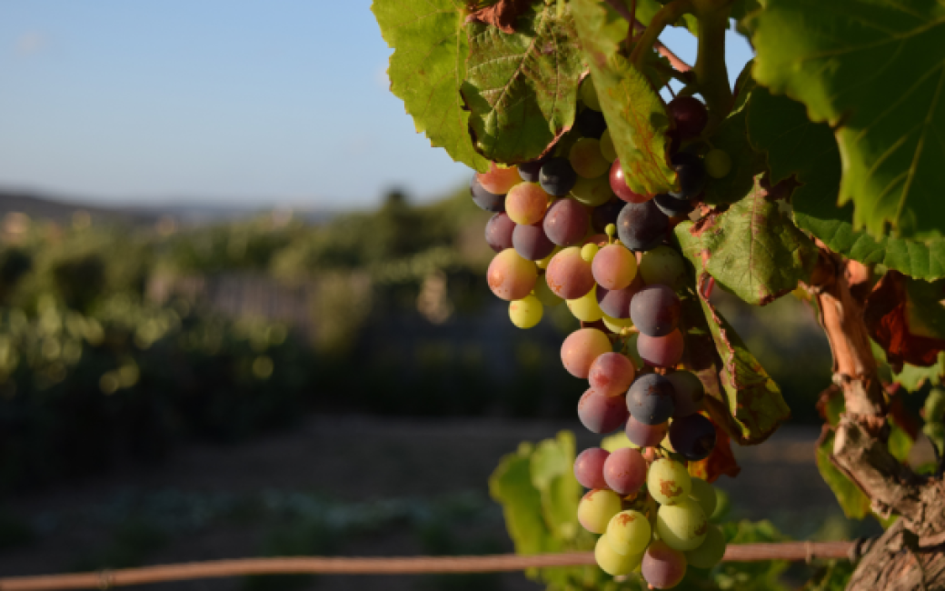 vid uvas viñedo freepik